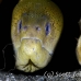 moray_giant_lu_mb_h_0310_png3219.jpg